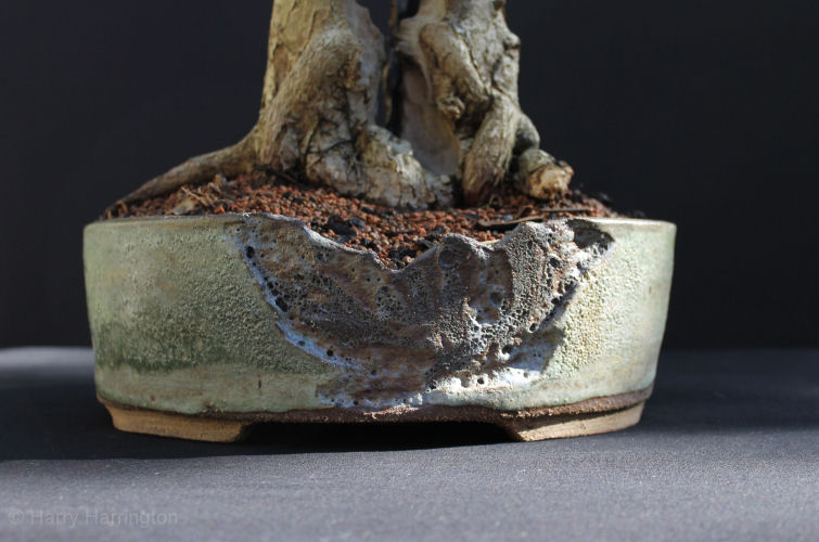 privet bonsai